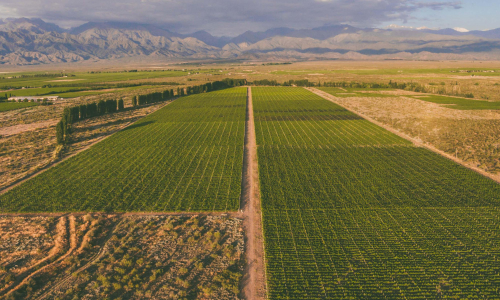 Bodegas Bianchi será sponsor del nuevo espectáculo OVO de Cirque Du Soleil