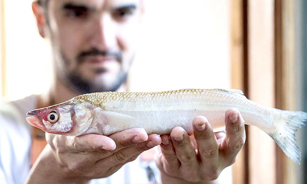 Llega la Semana del Pejerrey