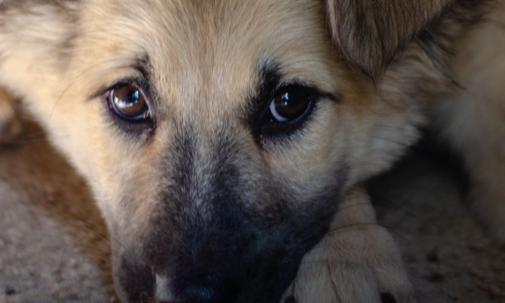 Alcatel te invita a dejar tu huella