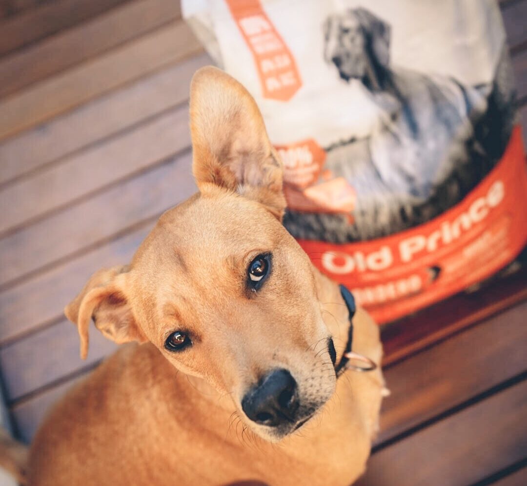 ¿Por qué las personas con perros son más felices?